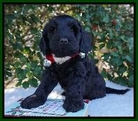 Raven Hawk pups 6 wks old 261