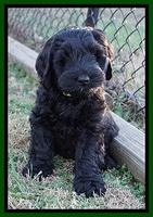 Raven Hawk pups 7 wks old 191