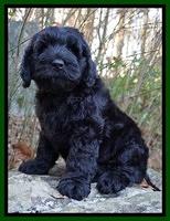 Raven Hawk pups 8 wks old 41