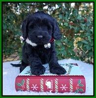 Raven Hawk pups 6 wks old 291