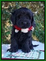 Raven Hawk pups 6 wks old 301