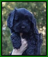 Raven Hawk pups 7 wks old 211
