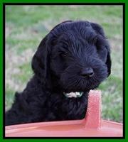 Raven Hawk pups 7 wks old 221