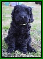 Raven Hawk pups 7 wks old 231