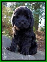 Raven Hawk pups 8 wks old 1030