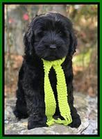 Raven Hawk pups 8 wks old 830