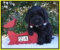 Raven Hawk pups 6 wks old 341