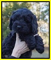 Raven Hawk pups 7 wks old 251