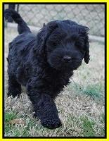 Raven Hawk pups 7 wks old 35100