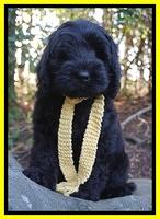 Raven Hawk pups 8 wks old 51