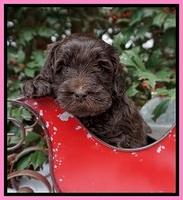 Raven Hawk pups 4 wks old 41