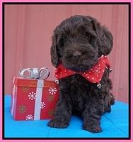 Raven Hawk pups 5 wks old 11