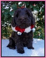 Raven Hawk pups 6 wks old 21