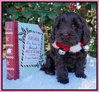 Raven Hawk pups 6 wks old 31