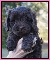 Raven Hawk pups 7 wks old 11