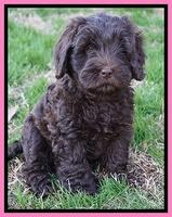 Raven Hawk pups 7 wks old 21