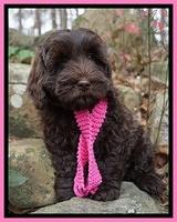 Raven Hawk pups 8 wks old 11531