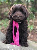 Raven Hawk pups 8 wks old 41531