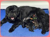 Group puppy Photos