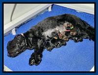 Raven Traveler Newborn 171