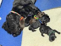 Raven Traveler Newborn 31