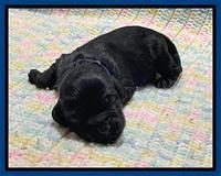 Raven Traveler Newborn 121