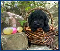Raven Traveler pups 4 wks old 31
