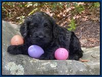 Raven Traveler pups 4 wks old 61