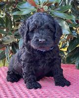 Raven Traveler pups 5 weeks old 31