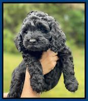 Raven and Traveler 7 wk old 21