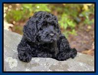 Raven traveler 8 wks old 11