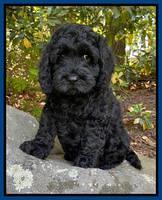 Raven traveler 8 wks old 21