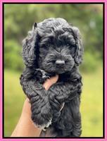 Raven and Traveler 7 wk old 51