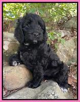 Raven traveler 8 wks old 341