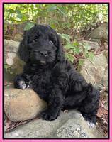 Raven traveler 8 wks old 351