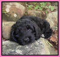 Raven traveler 8 wks old 361