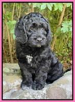 Raven traveler 8 wks old 371