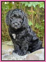 Raven traveler 8 wks old 381