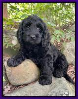 Farrow family: Ember  8 week weight: 9 lb 10 oz