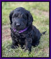 Raven Traveler pups 5 weeks old 131