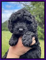 Raven and Traveler 7 wk old 81