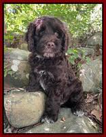 Letzgus family: COLT 8 week weight 11 lb 4 oz