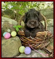Raven Traveler pups 4 wks old 181