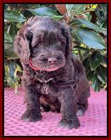 Raven Traveler pups 5 weeks old 181