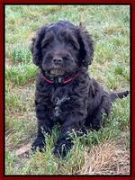 Raven Traveler pups 6 weeks old 151