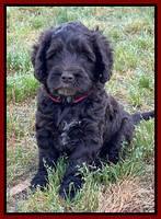 Raven Traveler pups 6 weeks old 161