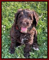 Raven Traveler pups 6 weeks old 171