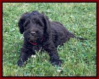 Raven Traveler pups 6 weeks old 181