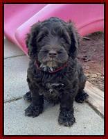 Raven Traveler pups 6 weeks old 191