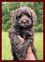 Raven and Traveler 7 wk old 111